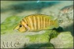 Altolamprologus compressiceps Fire Fin