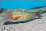 Tropheus sp. Lufubu