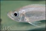 Haplotaxodon microlepis