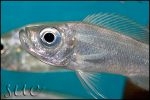 Haplotaxodon microlepis