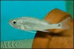 Haplotaxodon microlepis