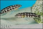 Julidochromis transcriptus Gombe