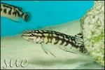 Julidochromis transcriptus Gombe