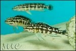 Julidochromis transcriptus Gombe