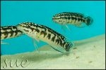 Julidochromis transcriptus Gombe