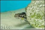 Julidochromis transcriptus Gombe