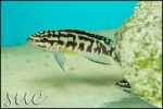 Julidochromis transcriptus Gombe