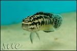 Julidochromis transcriptus Gombe