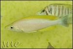 Cyprichromis coloratus Mbita