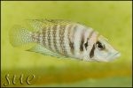 Altolamprologus calvus Yellow