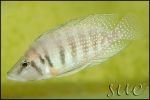 Altolamprologus calvus Yellow