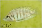 Altolamprologus calvus Yellow