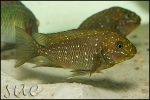 Petrochromis trewavasae