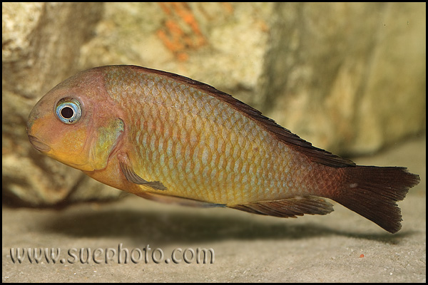 Tropheus brichardi Mtosi