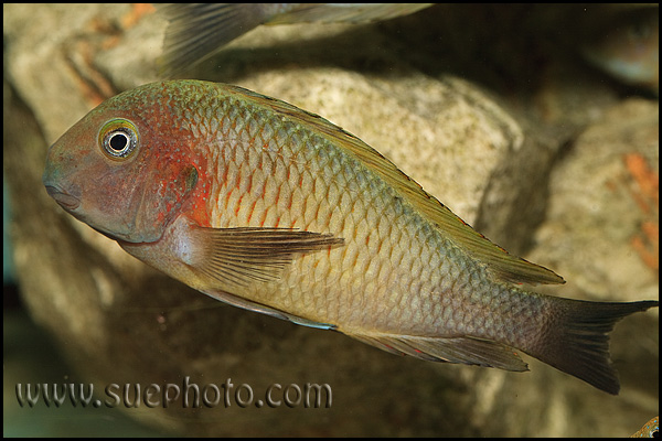 Tropheus sp. Chilambo Yellow Rainbow