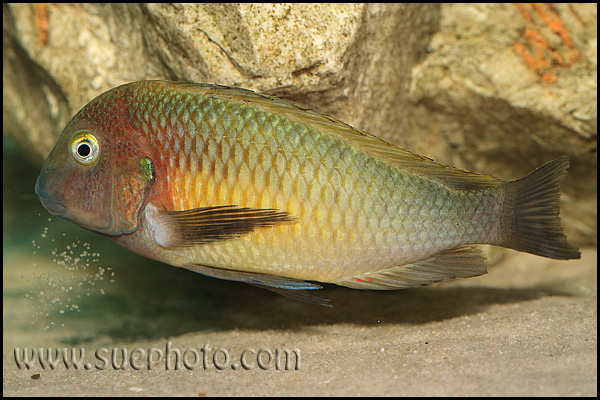 Tropheus sp. Chilambo Yellow Rainbow