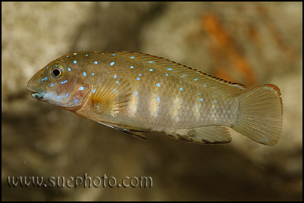 Eretmodus cyanostictus Tembwe