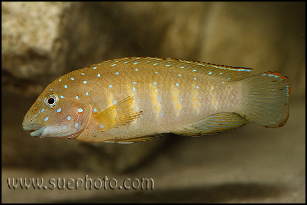 Eretmodus cyanostictus Tembwe