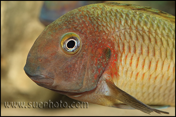 Tropheus sp. Chilambo Yellow Rainbow