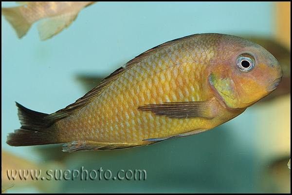 Tropheus brichardi Mtosi