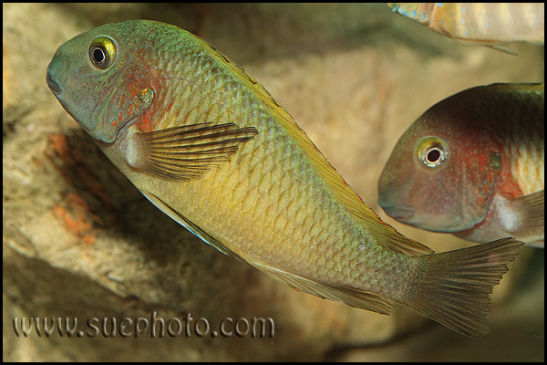 Tropheus sp. Chilambo Yellow Rainbow