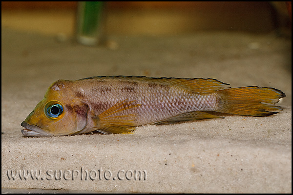 Neolamprologus furcifer Chituta