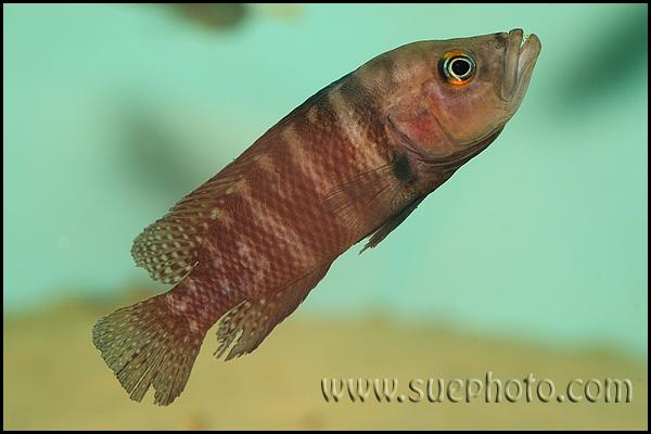 Neolamprologus obscurus