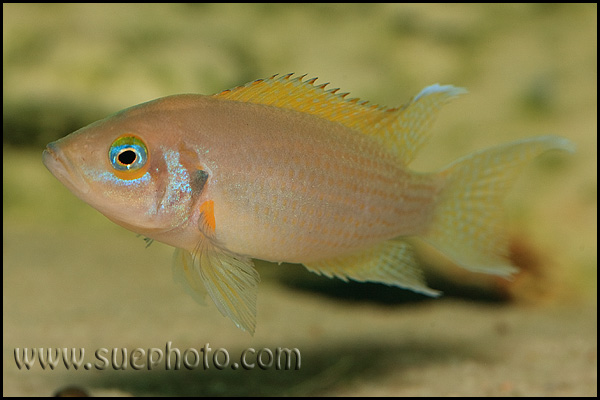 Neolamprologus pulcher Kantalamba