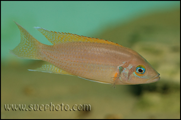 Neolamprologus pulcher Kantalamba