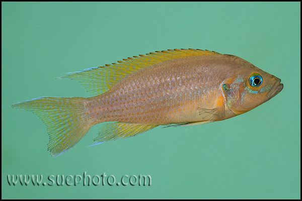 Neolamprologus pulcher Kantalamba