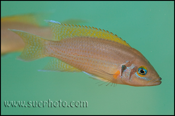 Neolamprologus pulcher Kantalamba