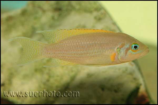 Neolamprologus pulcher Kantalamba