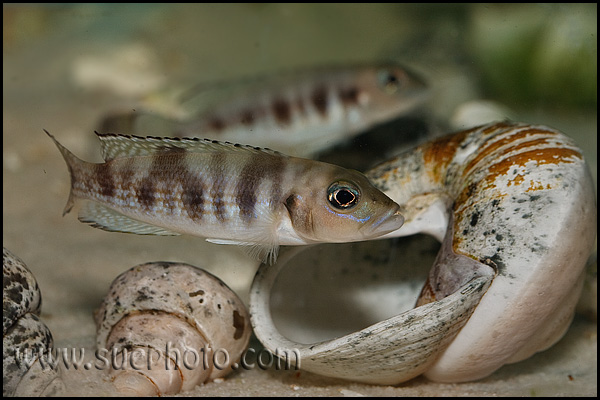 Lepidiolamprologus hecqui Shell okolice Isanga