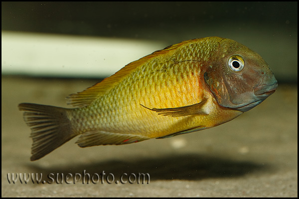 Tropheus sp. Nkonde Bright Yellow