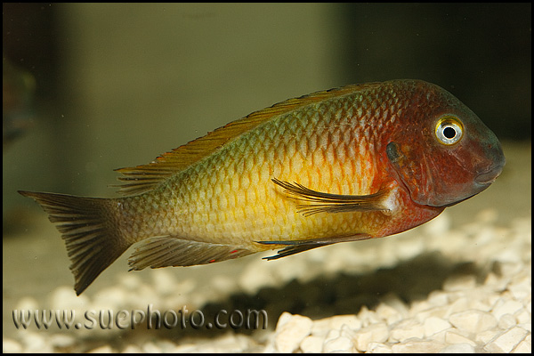 Tropheus sp. Nkonde Bright Yellow