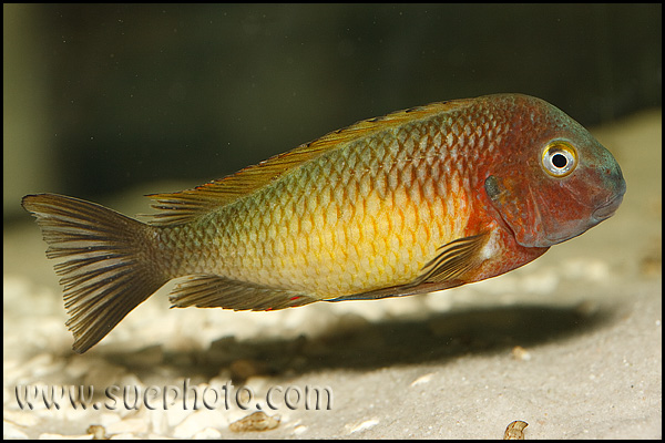 Tropheus sp. Nkonde Bright Yellow