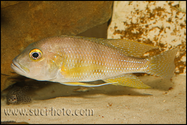 Limnochromis staneri