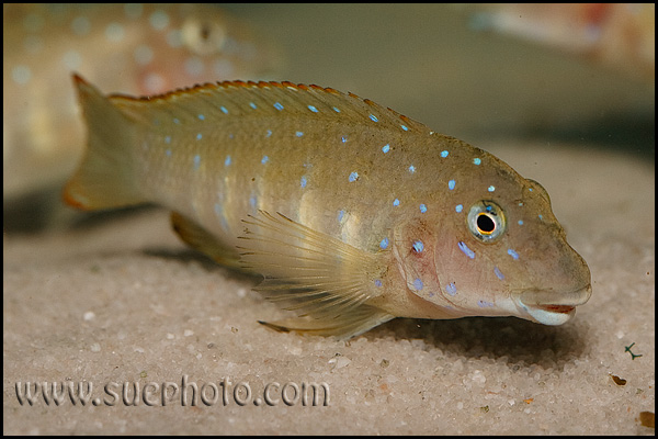 Eretmodus cyanostictus Kasanga