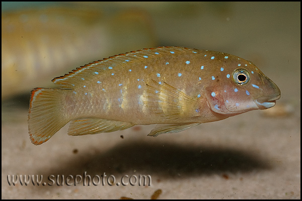 Eretmodus cyanostictus Kasanga