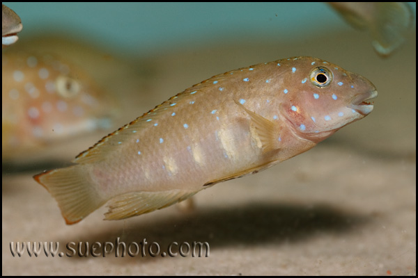 Eretmodus cyanostictus Kasanga