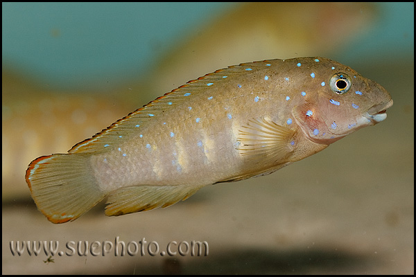 Eretmodus cyanostictus Kasanga