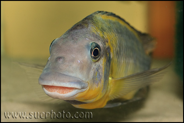 Petrochromis polyodon Tembwe