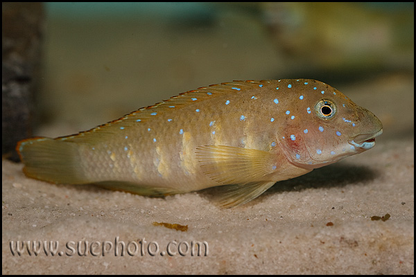 Eretmodus cyanostictus Kasanga