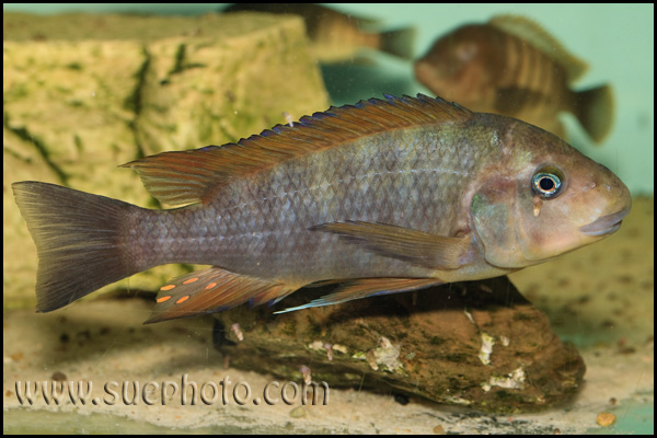 Petrochromis sp. "Macrognathus Rainbow" Nkondwe