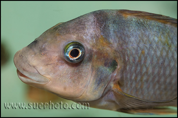 Petrochromis sp. "Macrognathus Rainbow" Nkondwe