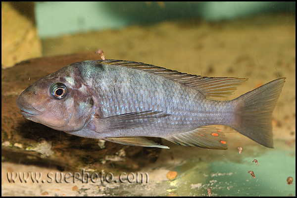 Petrochromis sp. "Macrognathus Rainbow" Nkondwe