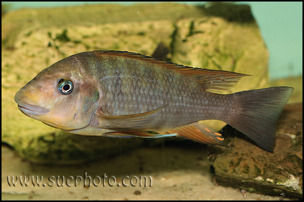 Petrochromis sp. "Macrognathus Rainbow" Nkondwe