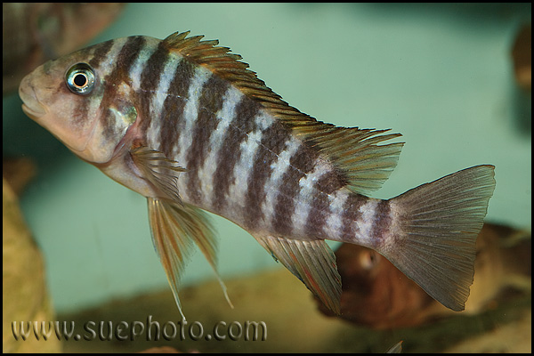 Petrochromis sp. "Macrognathus Rainbow" Nkondwe