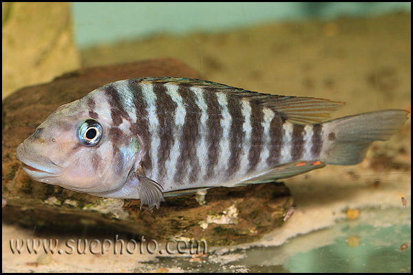 Petrochromis sp. "Macrognathus Rainbow" Nkondwe