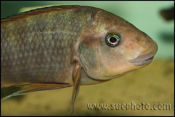 Petrochromis sp. "Macrognathus Rainbow" Nkondwe
